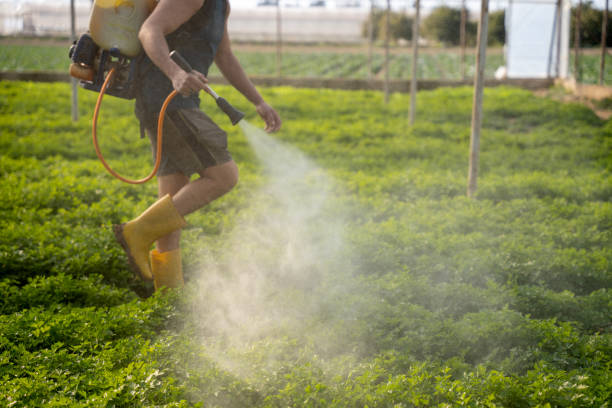 Best Ant Control Services  in Grape Creek, TX