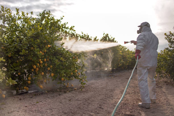 Best Bed Bug Extermination  in Grape Creek, TX