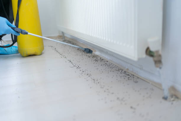 Best Wasp Removal Services  in Grape Creek, TX